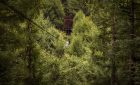 Go Ape Dalby - Treetop Challenge
