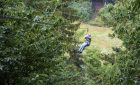 Go Ape Leeds Castle Kent - Treetop Challenge