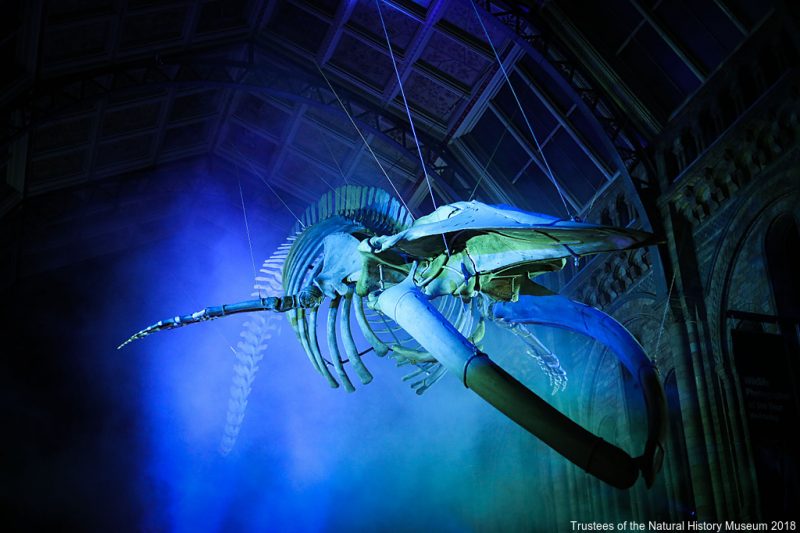 Image Credit: Trustees of the Natural History Museum - Natural History Museum celebrate New Years Eve 2017 welcoming in 2018