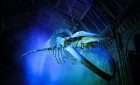 Image Credit: Trustees of the Natural History Museum - Natural History Museum celebrate New Years Eve 2017 welcoming in 2018