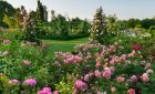 Rosa Anne Boleyn = 'Ausecret' with Rosa Jubilee Celebration = 'Aushunter', Rosa Hyde Hall = 'Ausbosky' in the Rose Garden at RHS Garden Hyde Hall