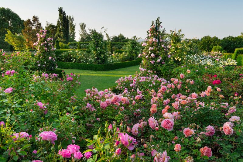 Rosa Anne Boleyn = 'Ausecret' with Rosa Jubilee Celebration = 'Aushunter', Rosa Hyde Hall = 'Ausbosky' in the Rose Garden at RHS Garden Hyde Hall