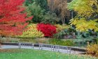 RHS Rosemoor Lake in Autumn