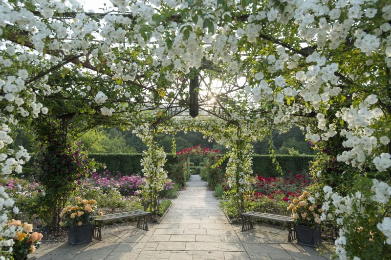 The Queen Mother's Rose Garden in Summer at RHS Garden Rosemoor