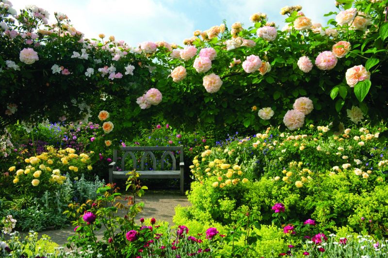 RHS Rosemoor Shrub Rose Garden