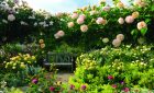 RHS Rosemoor Shrub Rose Garden