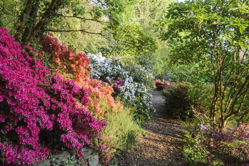 Azaleas in the Woodland Garden in spring at RHS Garden Rosemoor