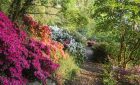 Azaleas in the Woodland Garden in spring at RHS Garden Rosemoor